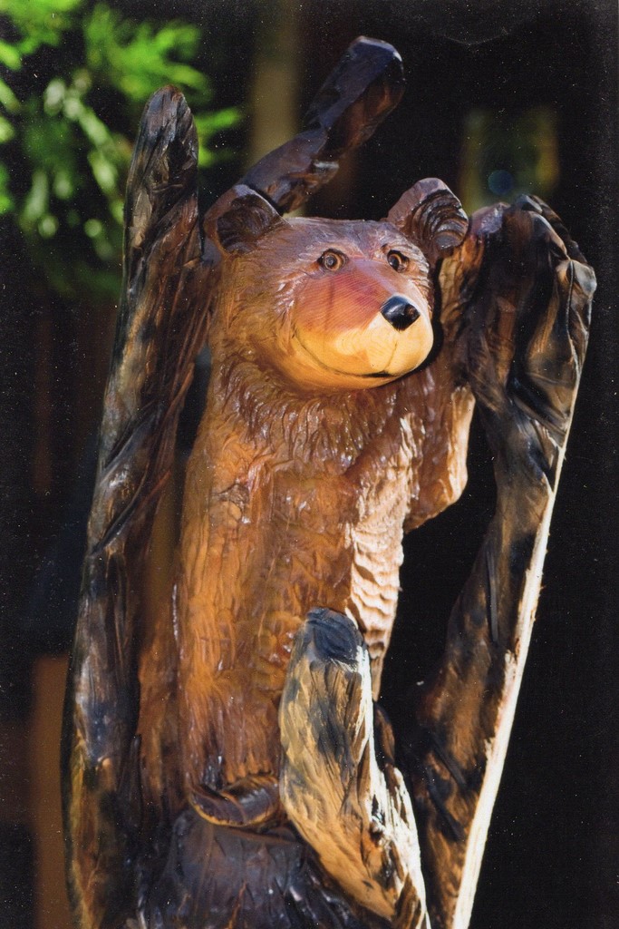 hiding in tree Bear