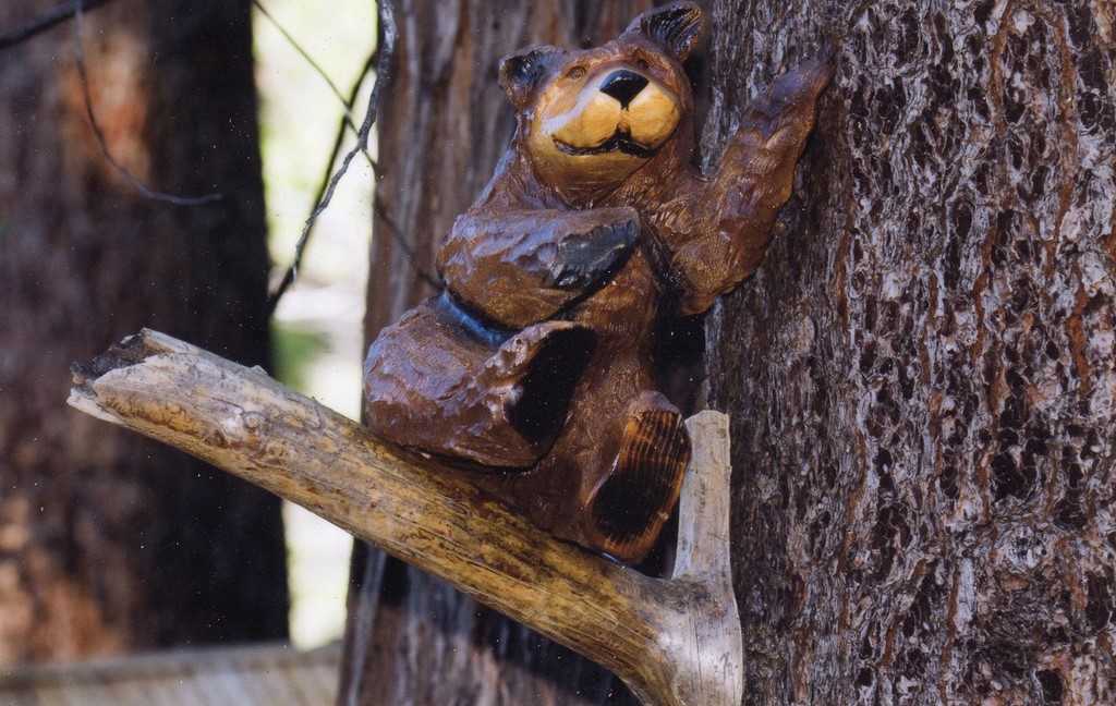 sitting on branch Bear