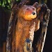 hiding in tree Bear